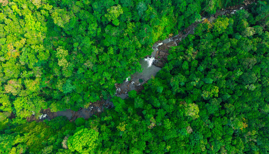 Forest Stewardship Council partners with PaymentGenes for global payments solution