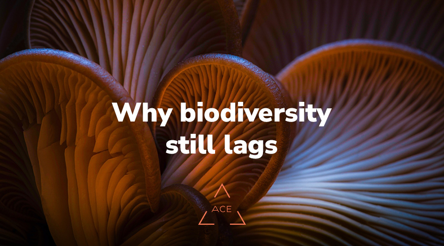 Why biodiversity still lags in the Dutch financial services sector