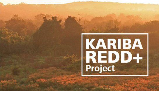 South Pole ends ties with Zimbabwe forest conservation project