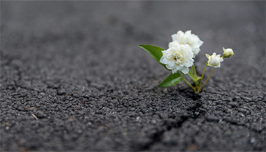 Resilience the top quality for business leaders, survey reveals