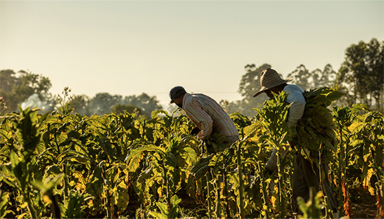 Deloitte projects Brazil’s tobacco exports will surpass $3 billion in 2025