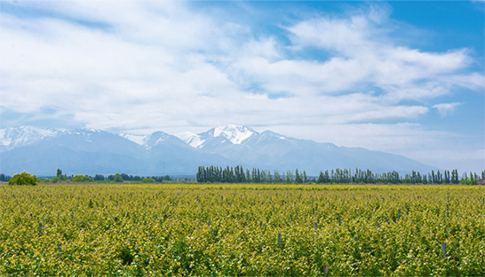 NewForesight helps drive collective action for sustainable agriculture in Aconcagua Valley