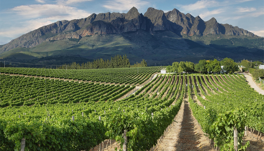 Financial pressures mount for South Africa’s economically important wine industry